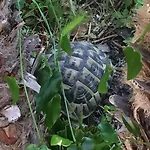Nyaraló Lou Gecko