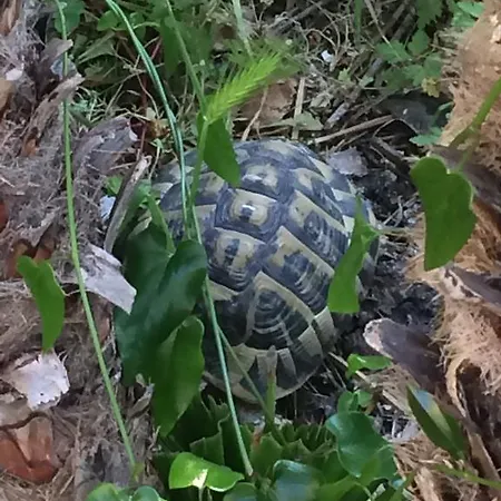 Casa de Férias Lou Gecko